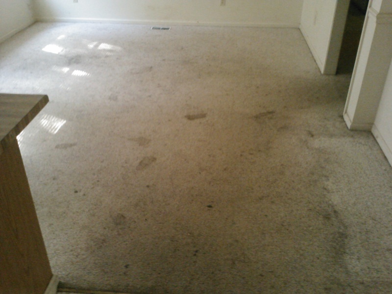 dirty_Carpet_2