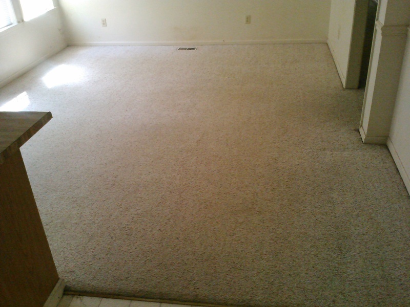 pet_stain_gone