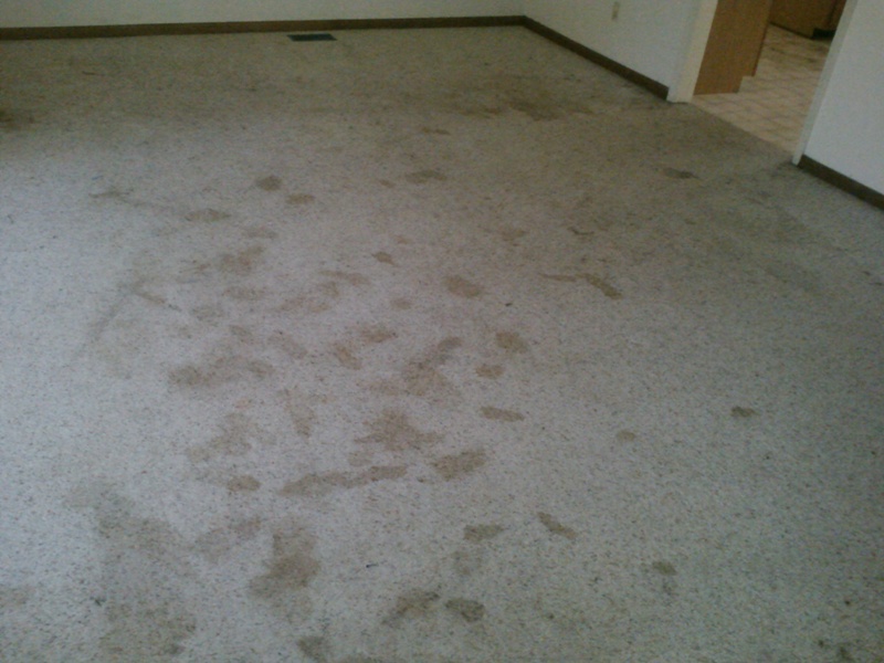 pet_stains_3